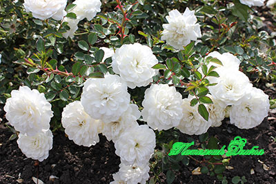 Бордюрная белая роза.
